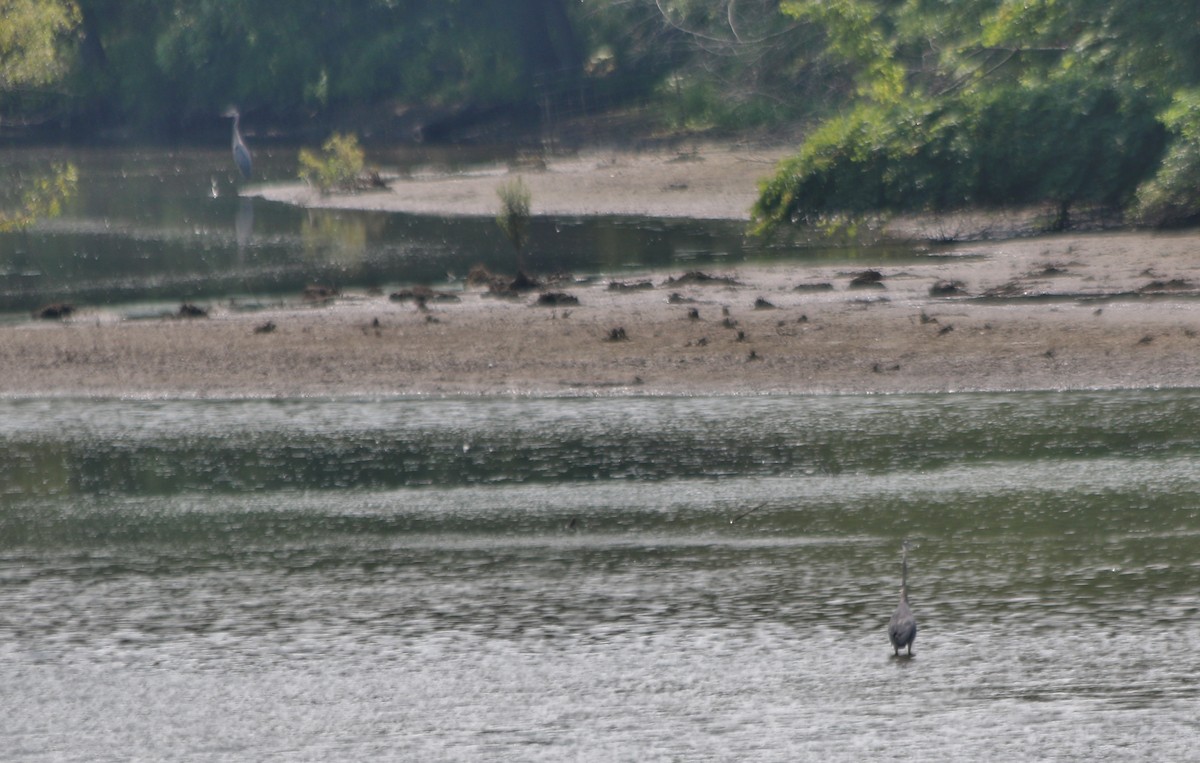 Great Blue Heron - ML66203261