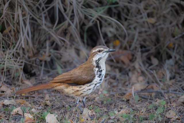 Spotted Morning-Thrush (Cichladusa guttata) — best photo, 2 in total