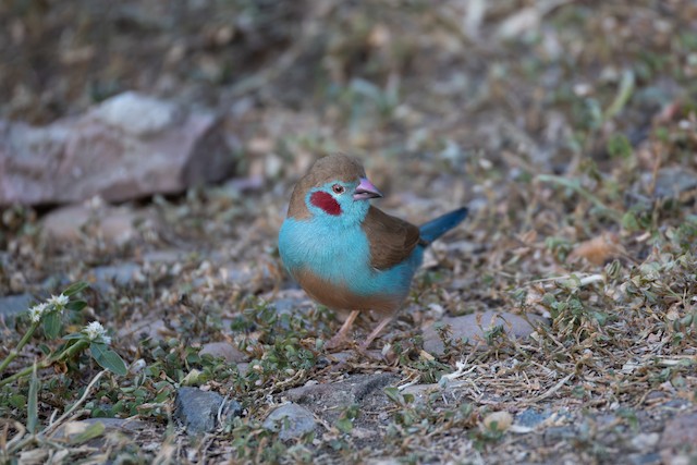 Waxbills & Finches