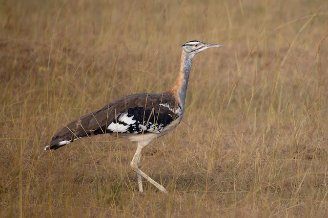 Bustards & Cranes