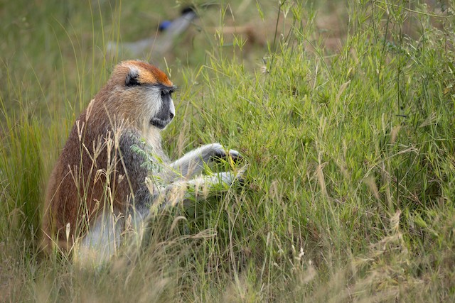 Eastern Patas Monkey (Erythrocebus patas pyrrhonotus) — best photo, 3 in total