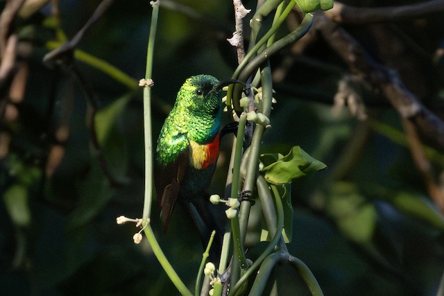 Beautiful Sunbird (Cinnyris pulchellus) — best photo, 1 in total