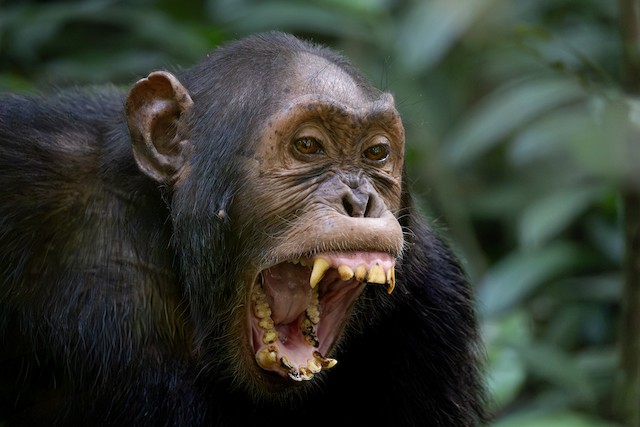Eastern Chimpanzee (Pan troglodytes schweinfurthii) — best photo, 2 in total