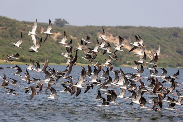 Plovers, Lapwings & Waders