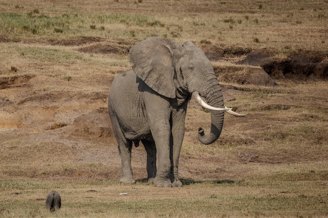 African Savanna Elephant (Loxodonta africana) — best photo, 1 in total