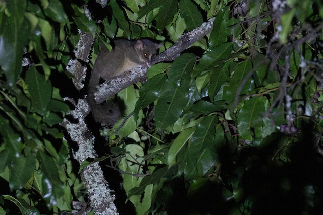 Spectacled Lesser Galago (Galago matschiei) — best photo, 1 in total