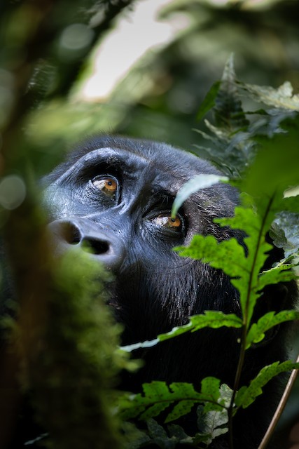 Mountain Gorilla (Gorilla beringei beringei) — best photo, 2 in total