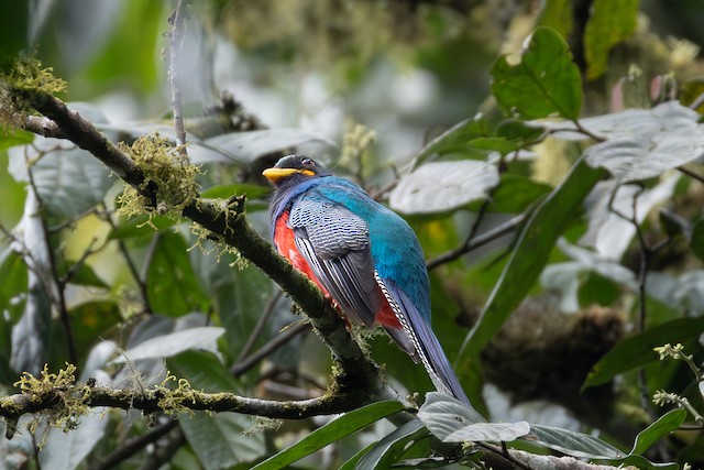 Trogons