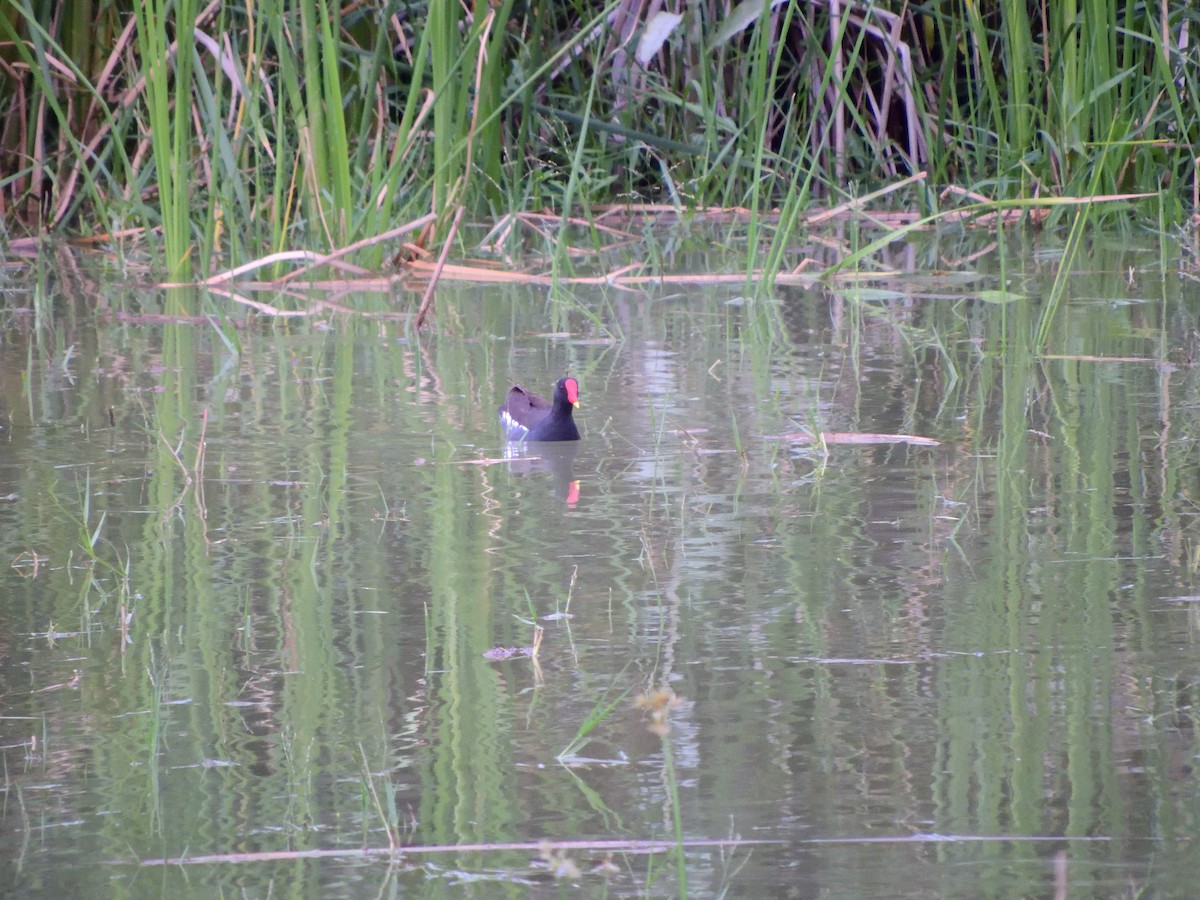 Eurasian Moorhen - ML66203711