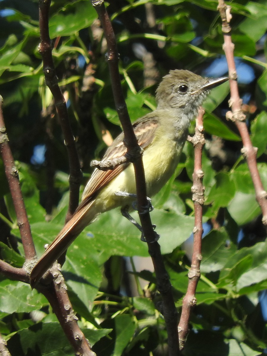 Great Crested Flycatcher - ML66204111