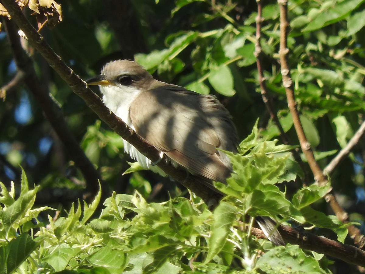 Yellow-billed Cuckoo - ML66204131