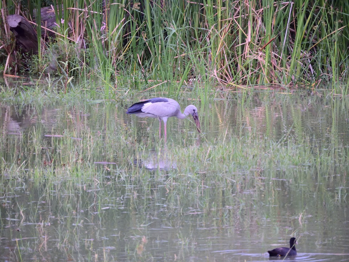 Asian Openbill - ML66204341