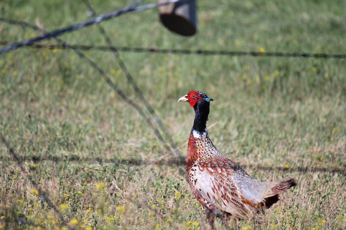 Ring-necked Pheasant - Halley Davis