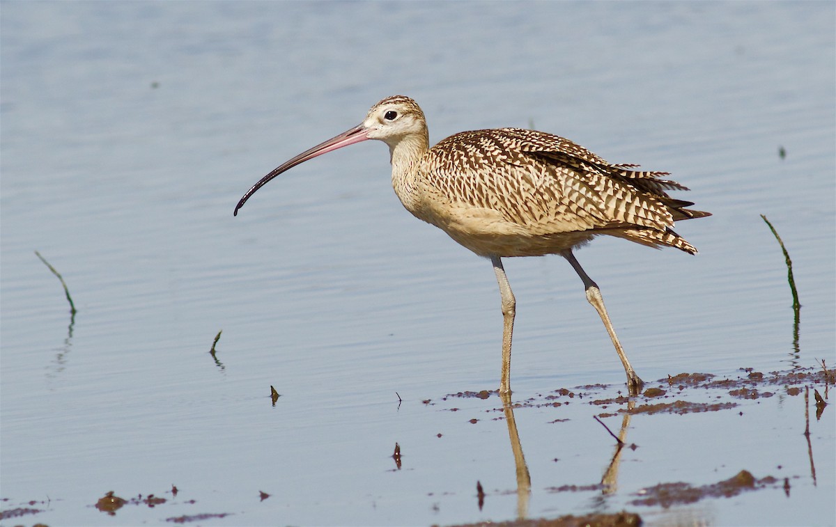 Long-billed Curlew - Kathryn Keith