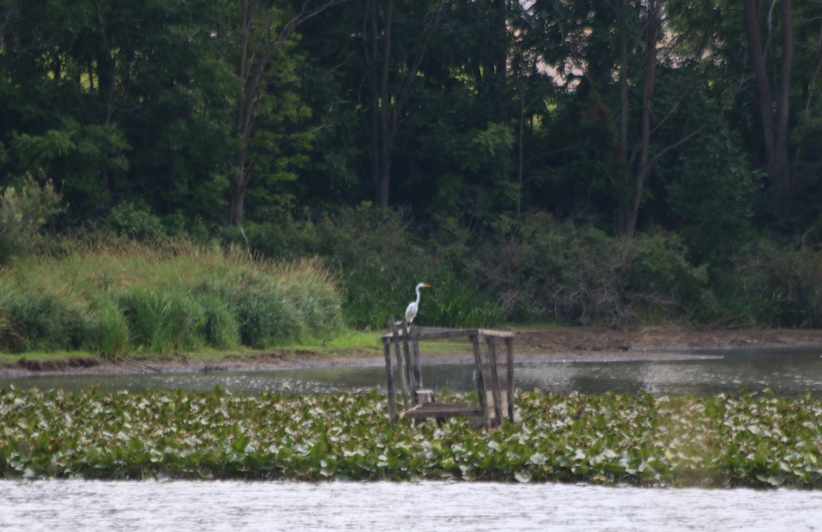 Great Egret - ML66206071