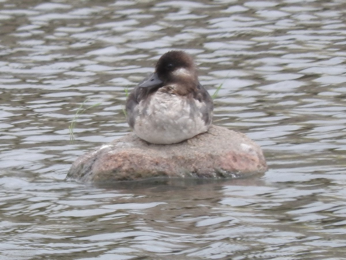 Bufflehead - ML66206771