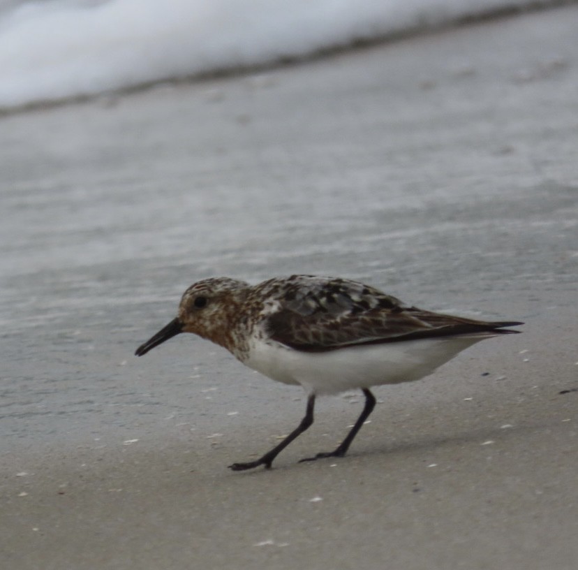 Sanderling - Ruth Bergstrom