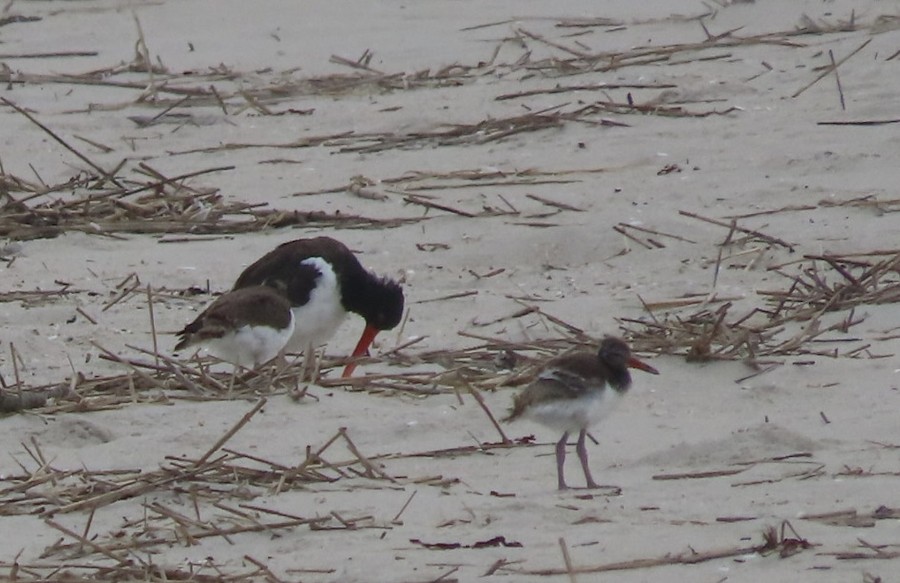American Oystercatcher - Ruth Bergstrom