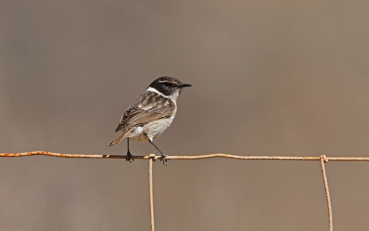 Fuerteventura Stonechat - Christoph Moning