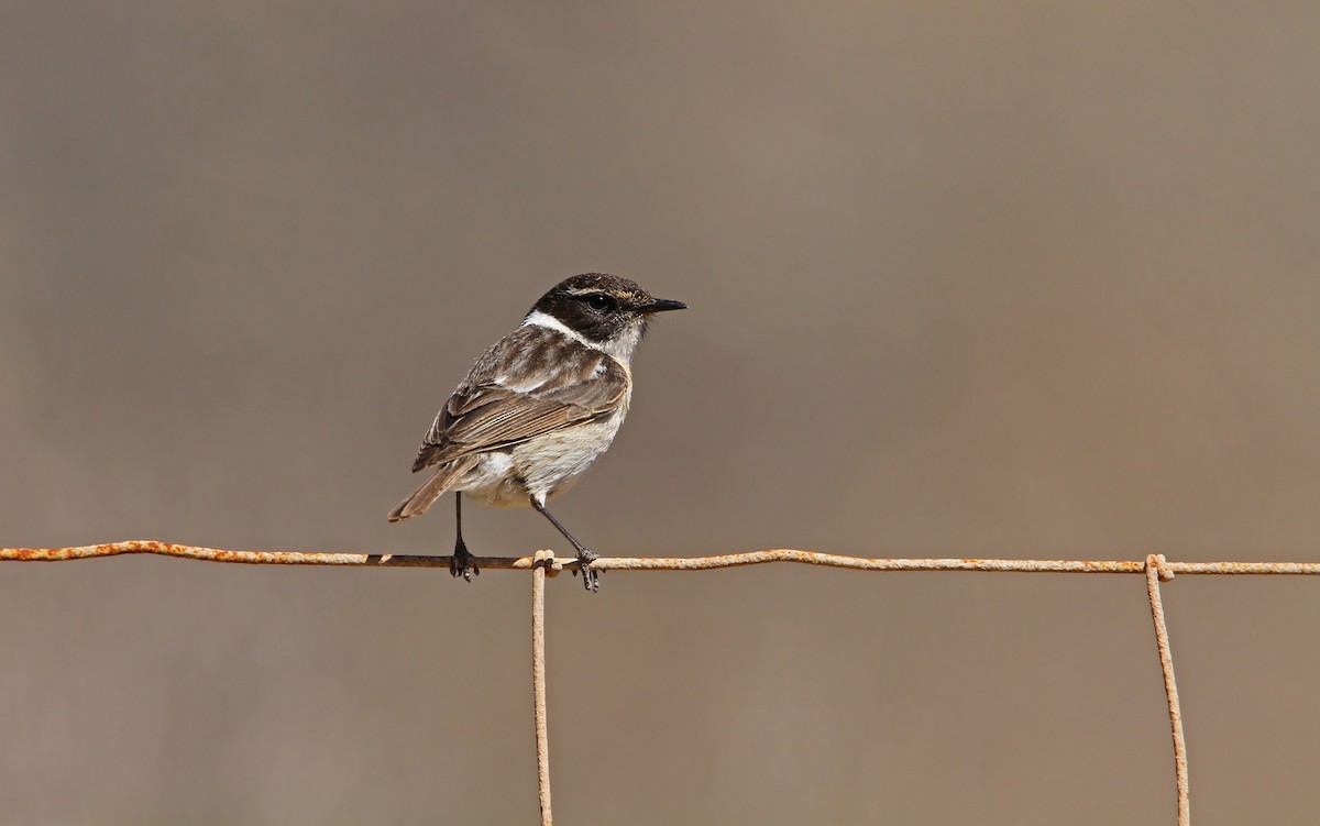 Fuerteventura Stonechat - ML66207471