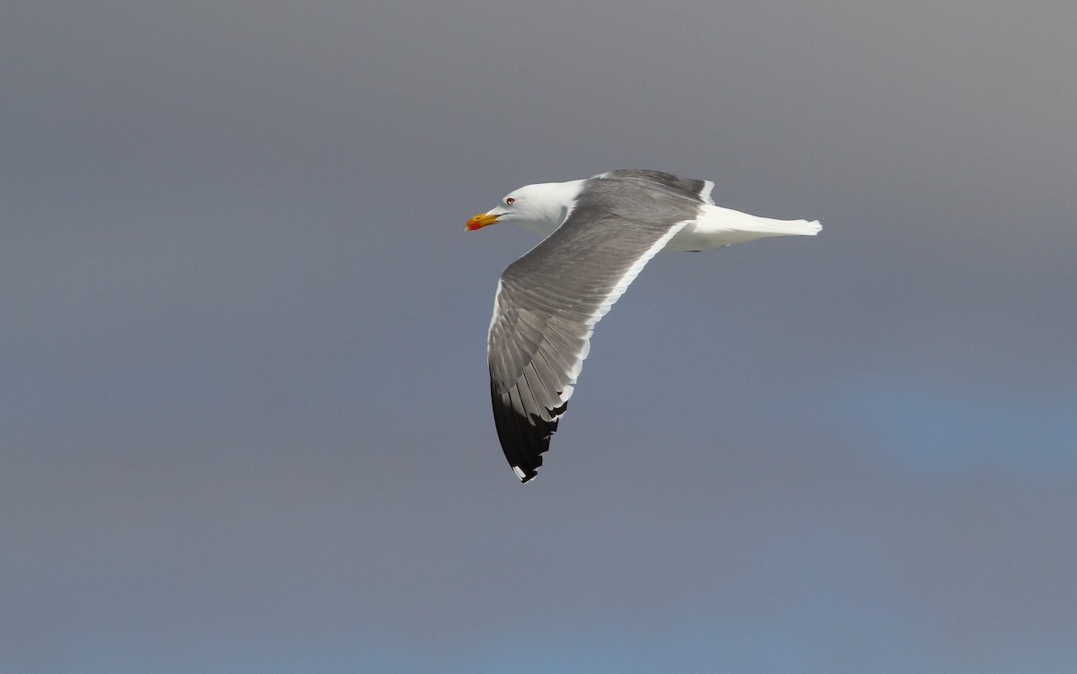 Yellow-legged Gull - Christoph Moning