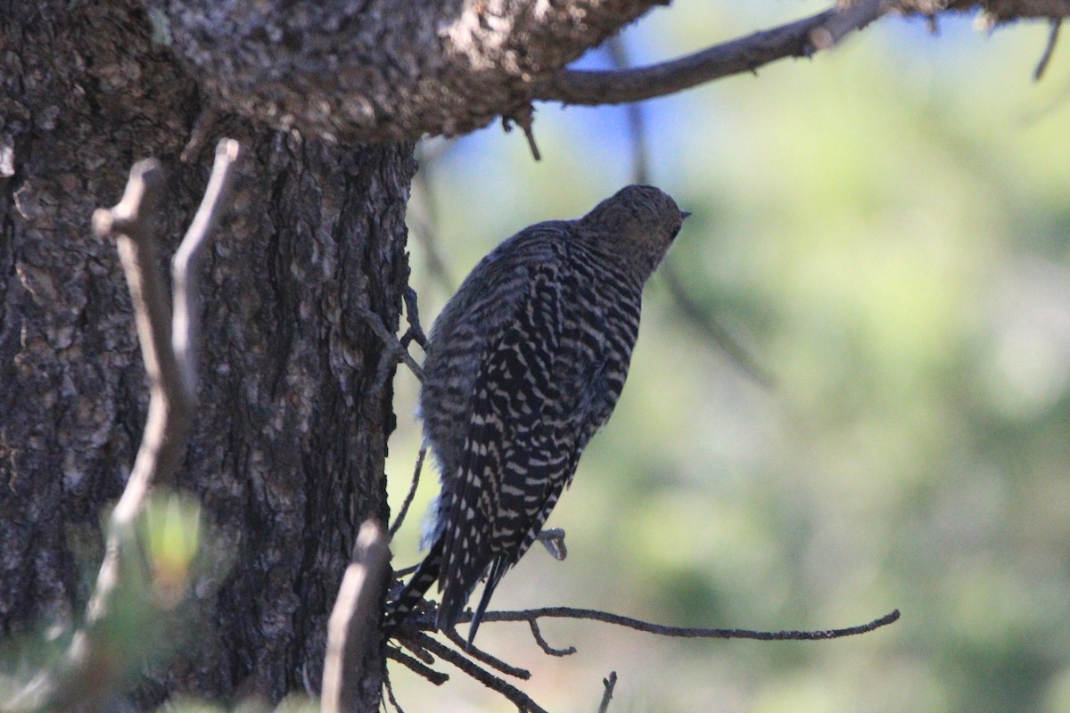 Williamson's Sapsucker - Bez Bezuidenhout