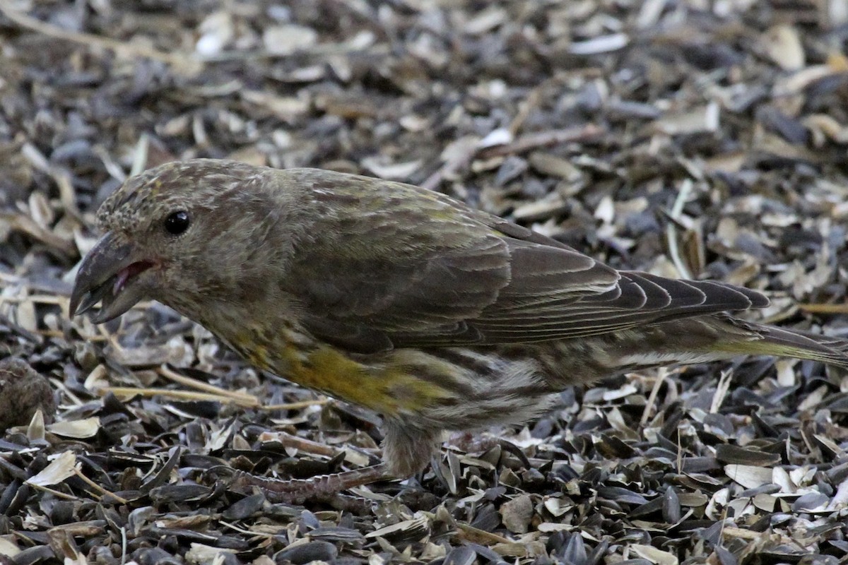 Red Crossbill - ML66208431