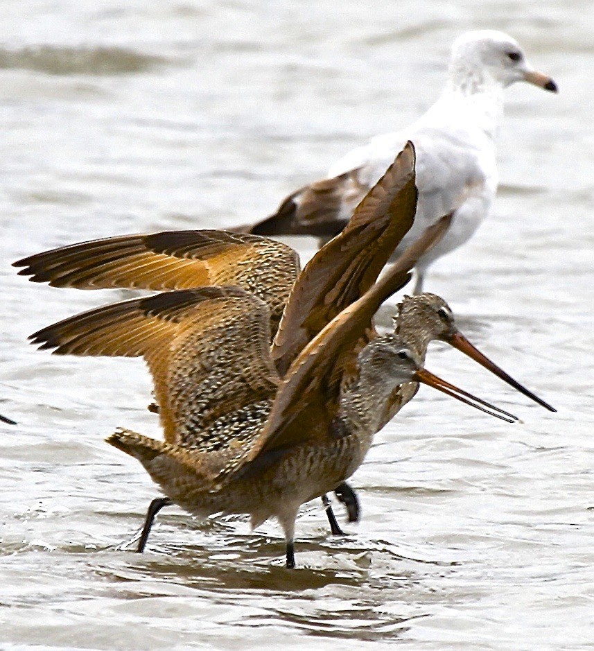 Marbled Godwit - ML66208661