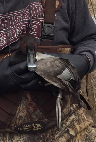 Canvasback x Ring-necked Duck (hybrid) - Andy Gilbert