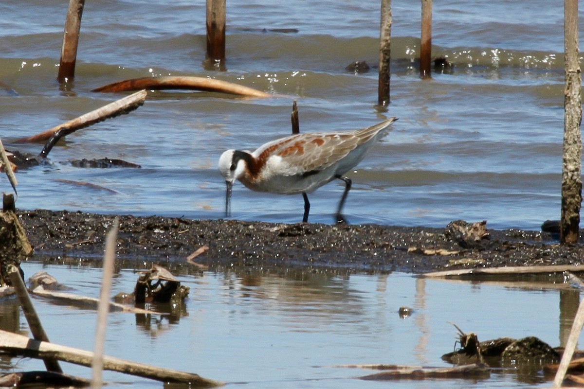 hvithalesvømmesnipe - ML66208971