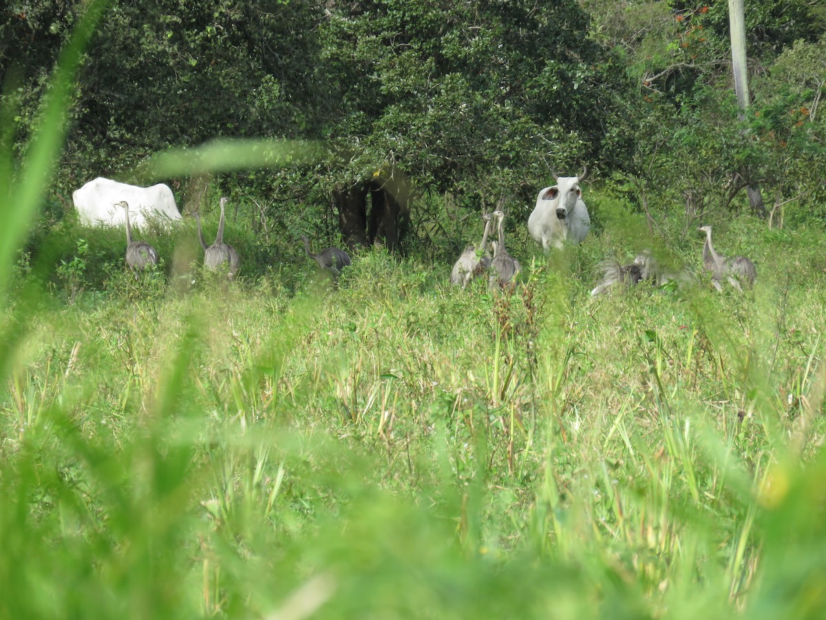 Greater Rhea - ML66209181