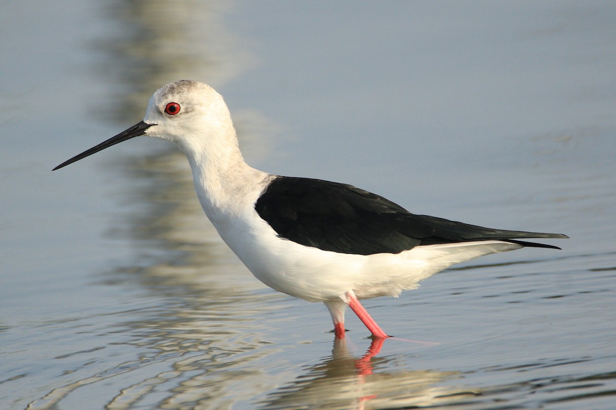 Black-winged Stilt - Aravind Amirtharaj