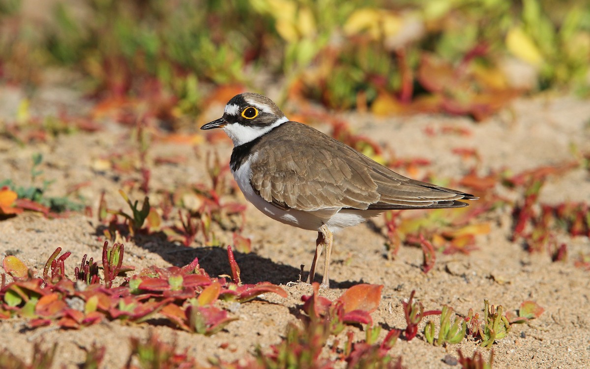 Little Ringed Plover (curonicus) - ML66209651