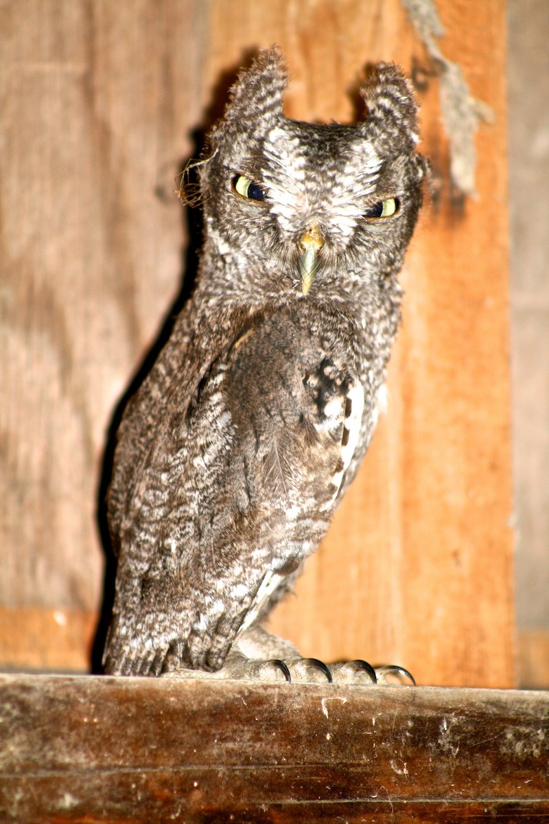 Eastern Screech-Owl - ML66209681