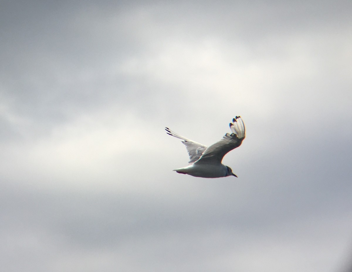 Bonaparte's Gull - ML66210481