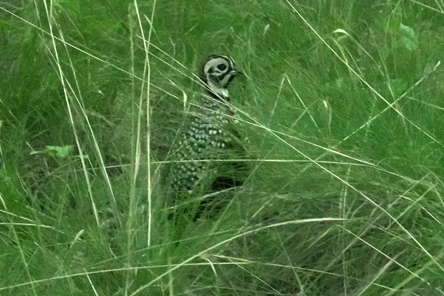 Montezuma Quail - Donna Pomeroy