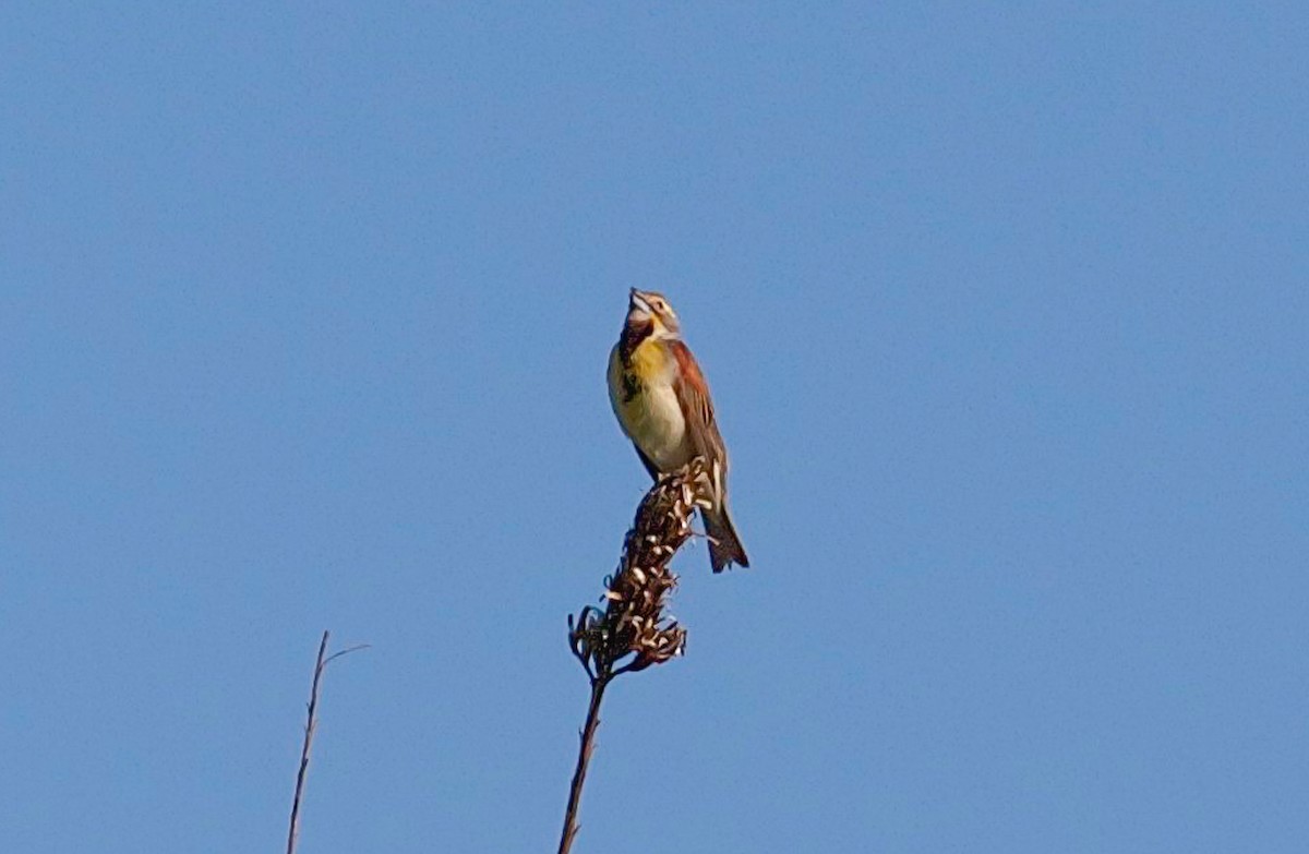 Dickcissel - Nick Pulcinella