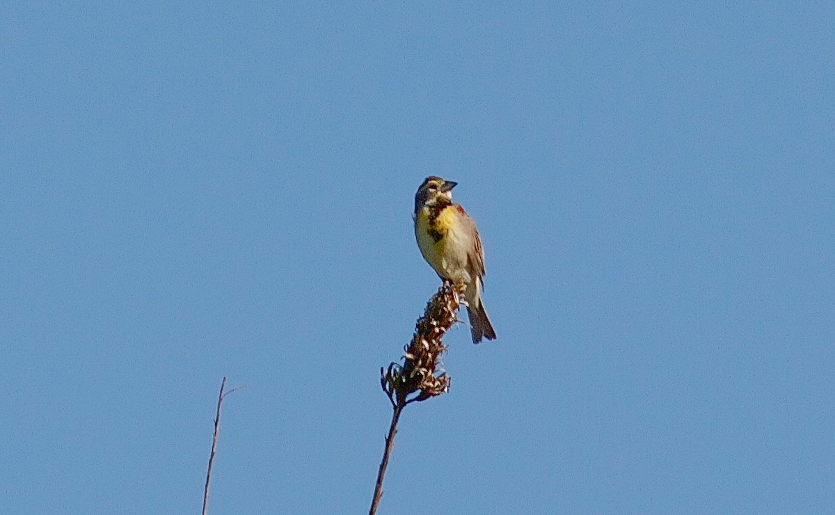 Dickcissel - Nick Pulcinella