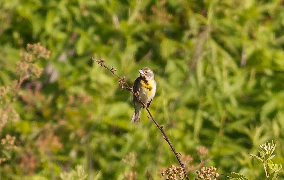 Dickcissel - Nick Pulcinella