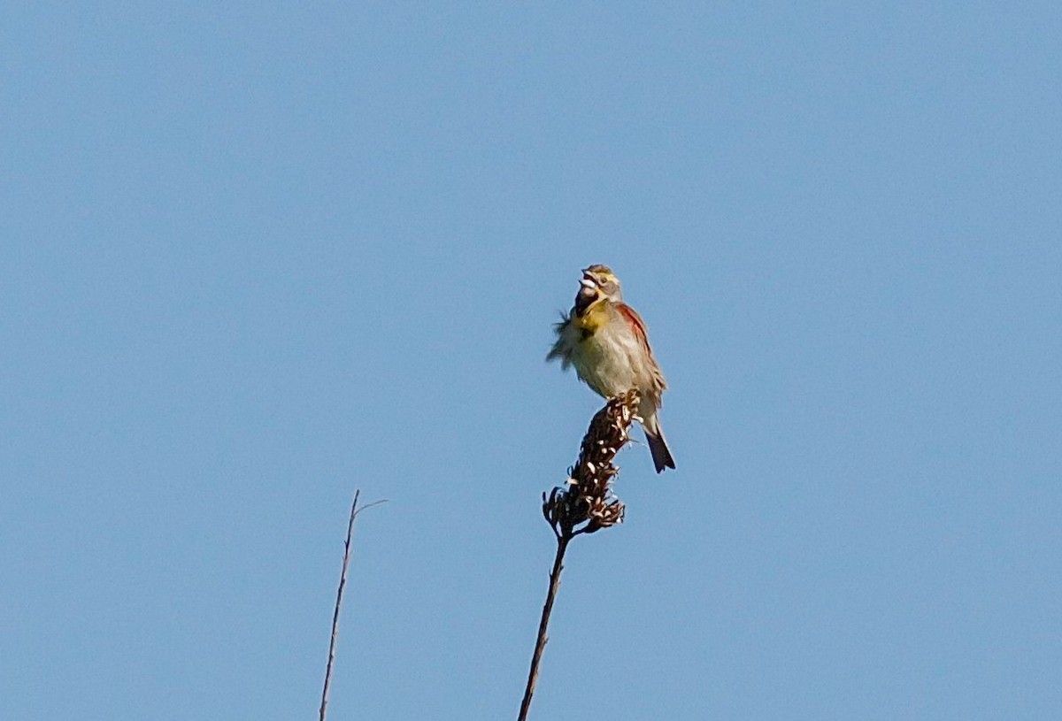 Dickcissel - Nick Pulcinella