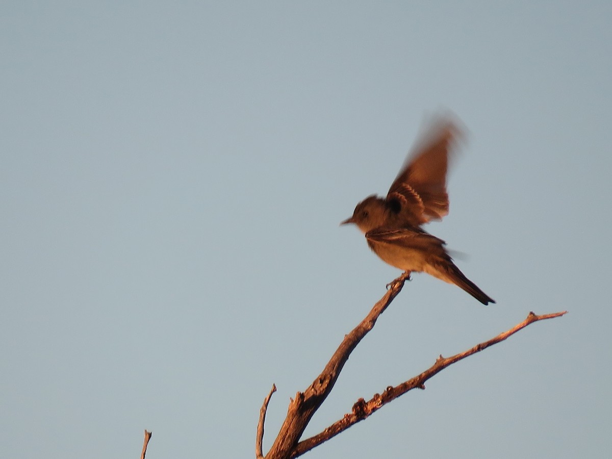 Western Wood-Pewee - Robert Theriault