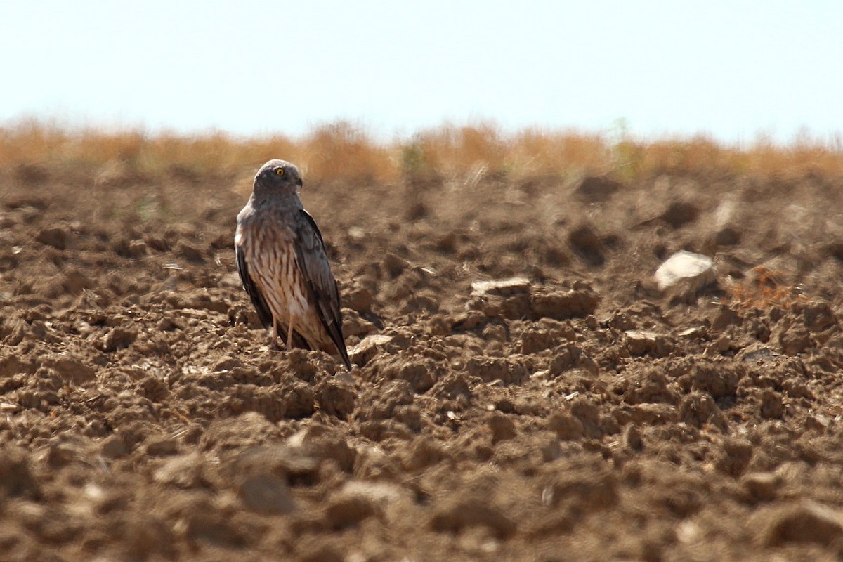 Лунь лучний - ML66216581