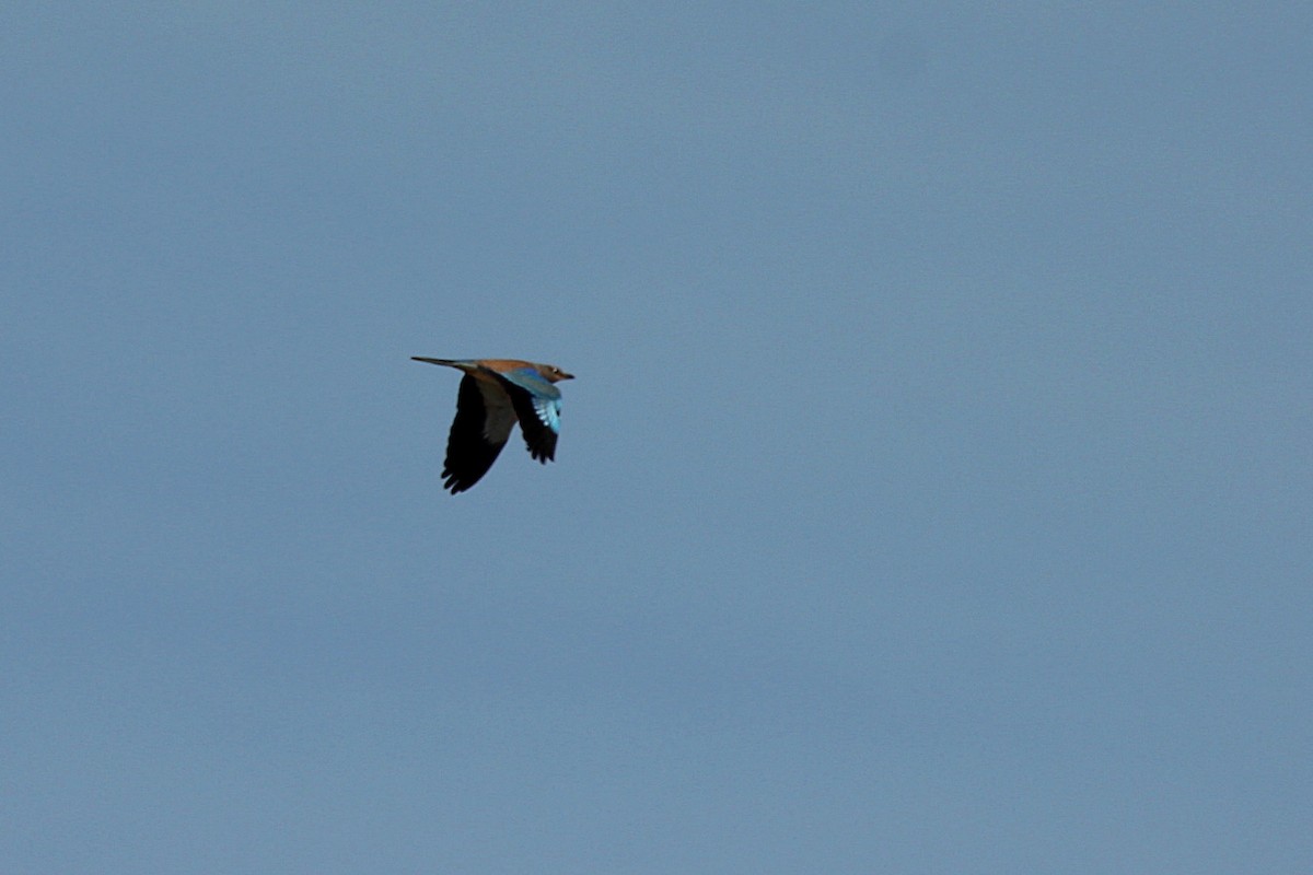 Сиворакша євразійська - ML66216631