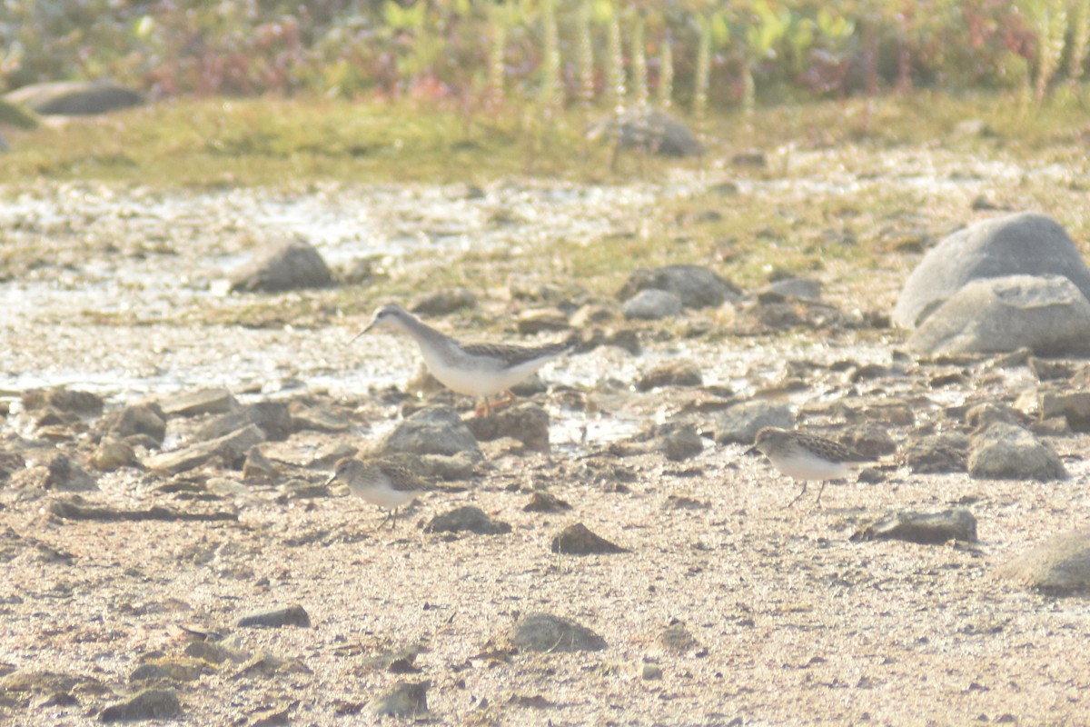 Wilson's Phalarope - Anonymous