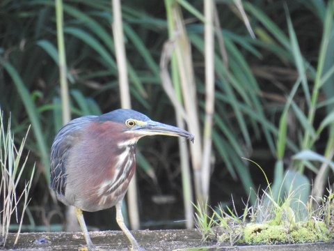 Green Heron - Michel Asselin