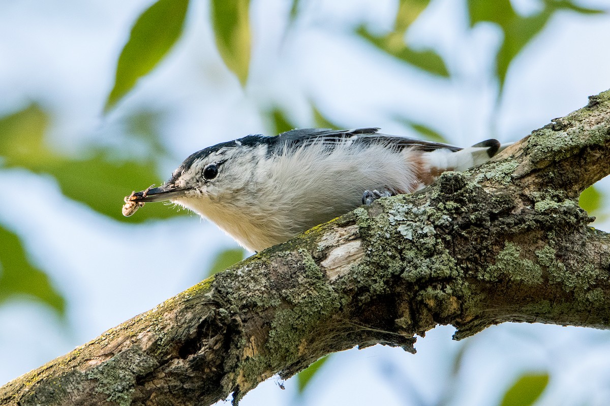 White-breasted Nuthatch (Eastern) - ML66217441