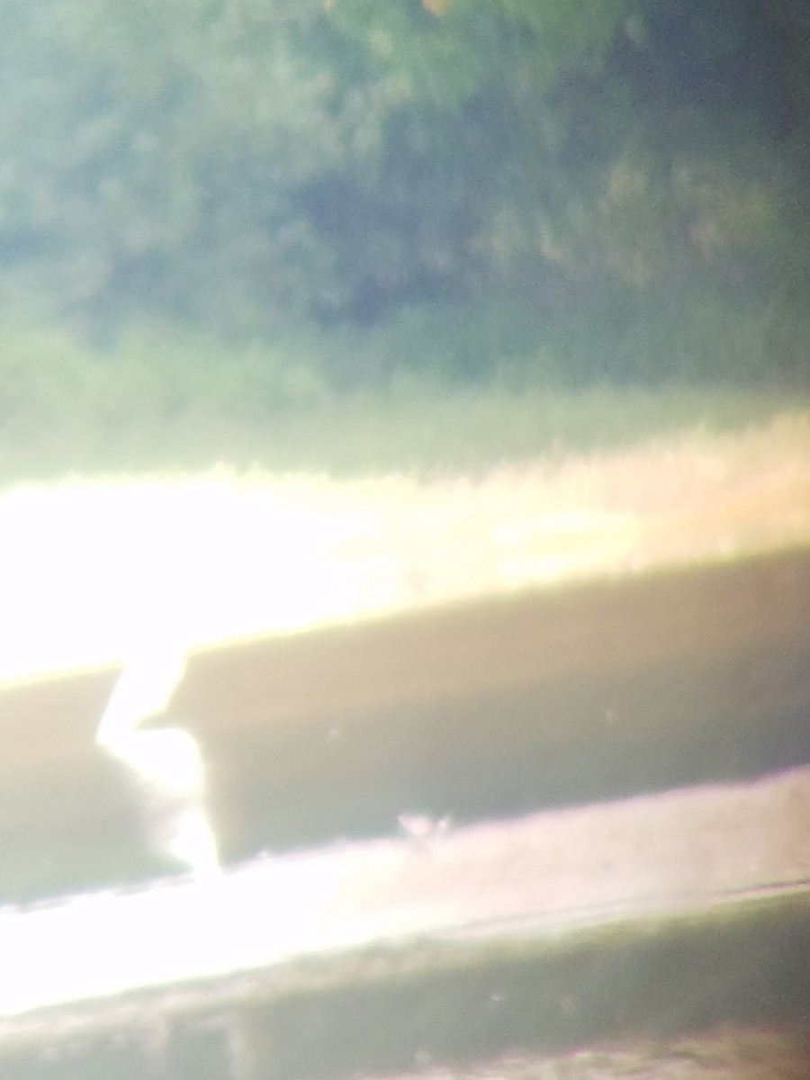 Wilson's Phalarope - ML66217821