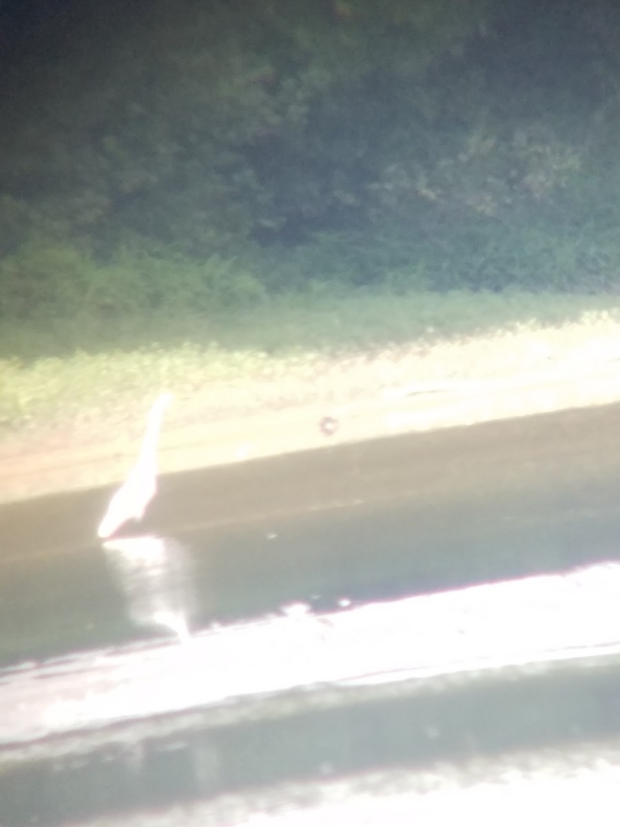 Wilson's Phalarope - ML66217831
