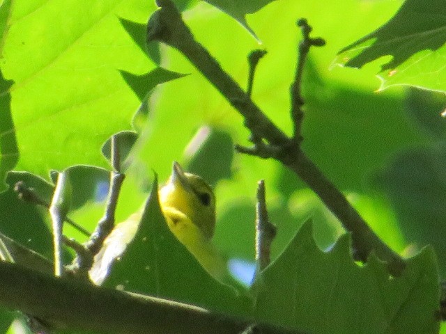 Yellow-throated Vireo - ML66220861