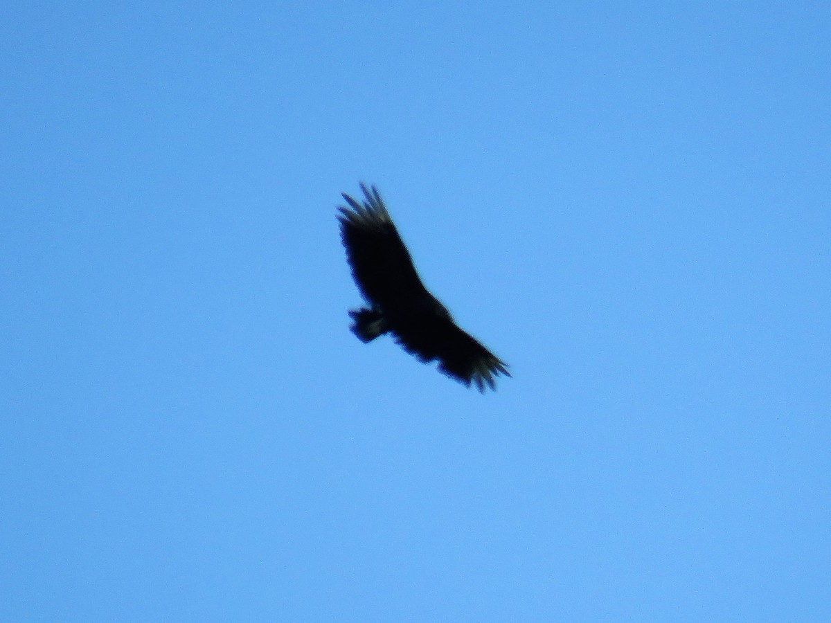 Black Vulture - ML66220901